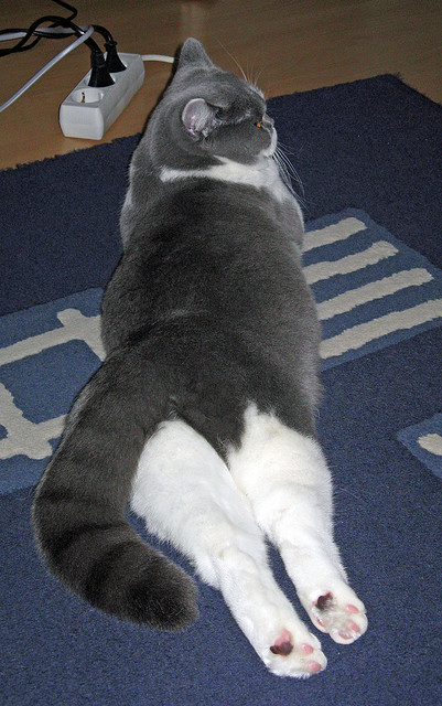 掩护质量直接影响进攻成功率,什么是掩护配合,其基本要求是什么