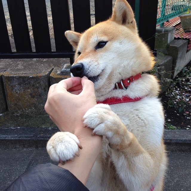 掩护质量直接影响进攻成功率,什么是掩护配合,其基本要求是什么