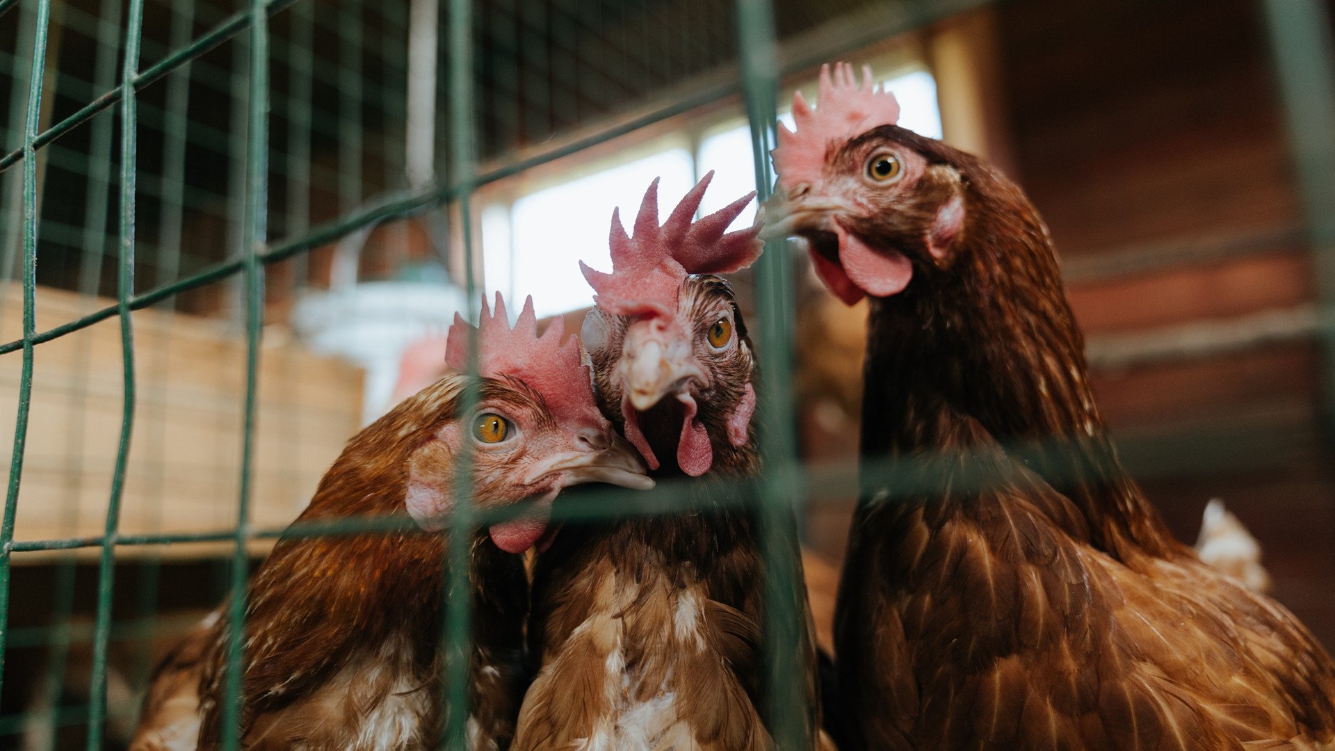 开云体育官网下载安装-CBA联盟发展智能化统计体系支撑分析，cba统计数据