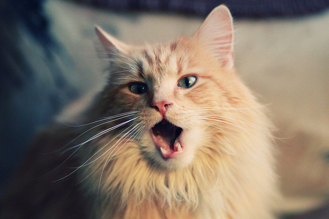 多特蒙德反击节奏打得风生水起，多特蒙德防守反击